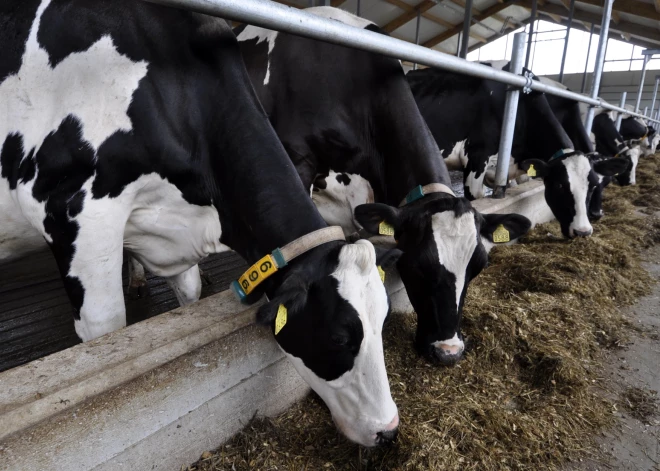 Кто на самом деле загрязняет природу - неожиданный ответ латвийского эксперта