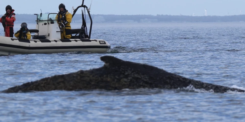 Vācijas glābējiem piektdien vali izdevās izglābt no sēkļa, un pastāvēja cerības, ka tas dosies uz Atlantijas okeāna pusi.