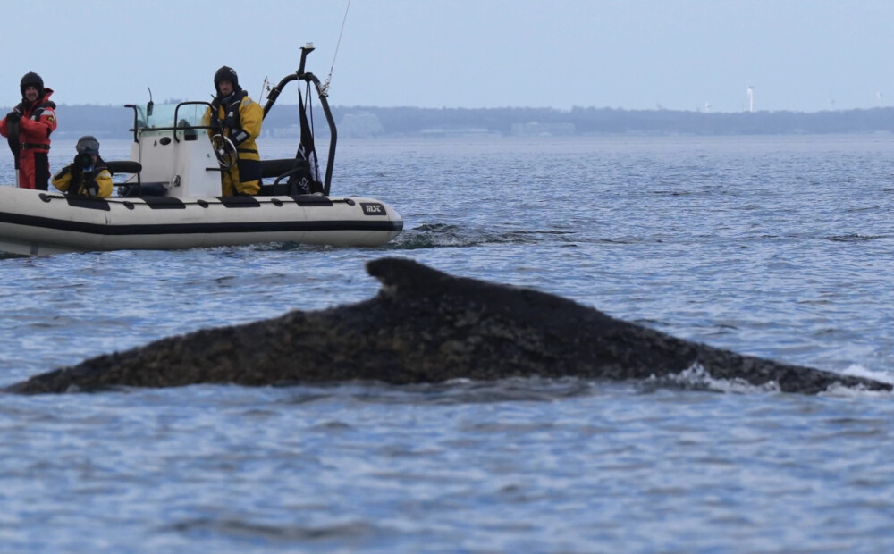 Pie Vācijas krastiem izglābtais milzu valis jau atkal nonācis nāves briesmās