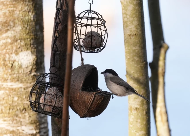 В Латвии ожидается переменчивая неделя с туманами, дождями и прохладными ночами