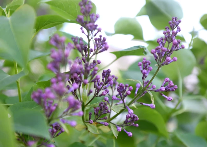 Сегодня в Риге потеплеет до +13