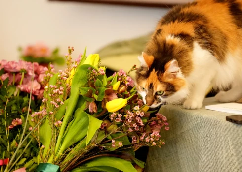 После холодных ночей и туманов в Латвию может прийти более теплая погода.