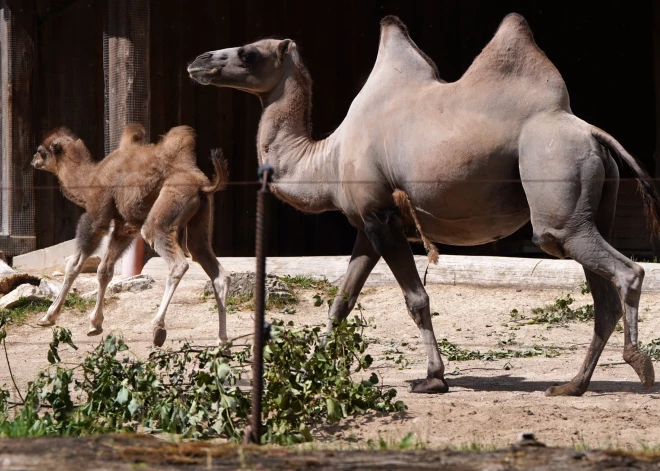 1 апреля вход в Рижский зоопарк будет стоить только 1 евро