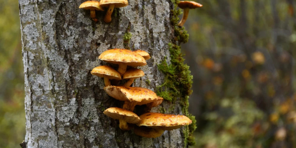 Ja kokam vai krūmam tiek atņemta lielākā daļa mizas, tas vairs nespēj pilnvērtīgi baroties, tāpēc profesore iesaka par savu zāļu skapīti padomāt uzkopšanas darbu laikā – apgriežot krūmus, kokiem zarus vai tīrot pamežu.