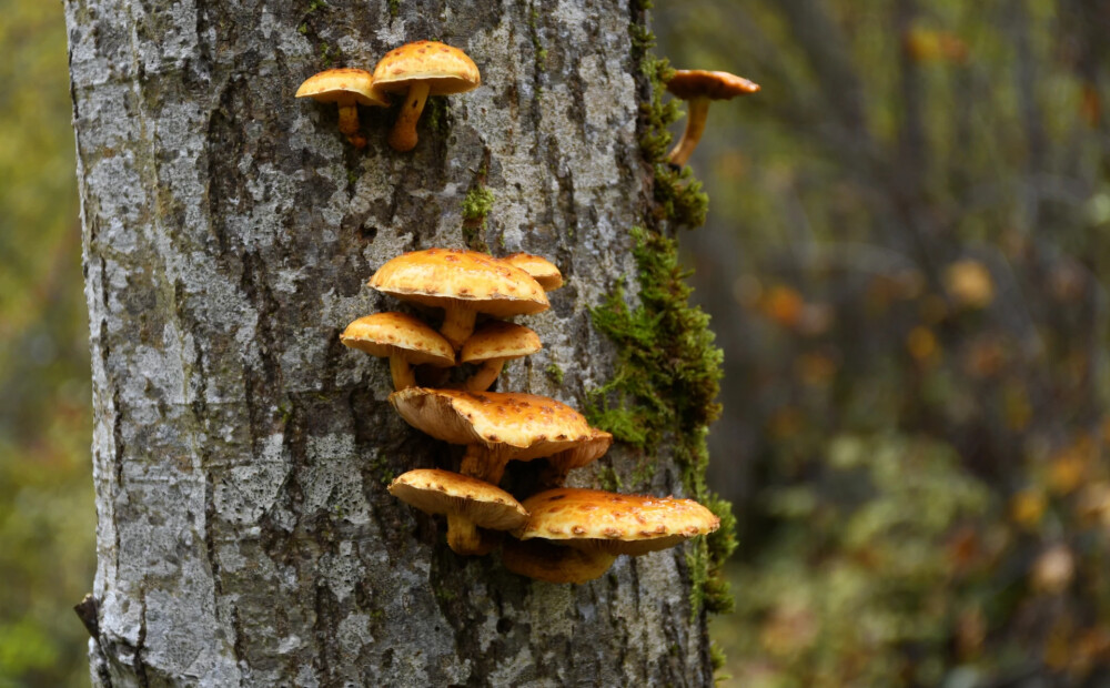 Tautas gudrība vai kaitniecība: vai pavasarī drīkst ievākt koku mizas?