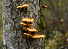 Tautas gudrība vai kaitniecība: vai pavasarī drīkst ievākt koku mizas?