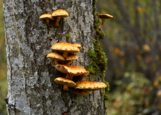 Tautas gudrība vai kaitniecība: vai pavasarī drīkst ievākt koku mizas?