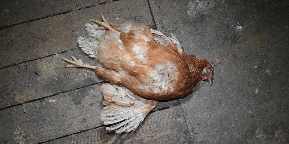 Dzīvnieku aizsardzības organizācija "Dzīvnieku brīvība" Jauns.lv iesūtījusi šokējošus video un foto materiālus, kas uzņemti dējējvistu novietnē Alūksnes pusē.