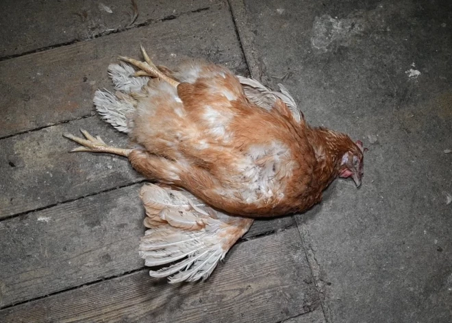 Dzīvnieku aizsardzības organizācija "Dzīvnieku brīvība" Jauns.lv iesūtījusi šokējošus video un foto materiālus, kas uzņemti dējējvistu novietnē Alūksnes pusē.