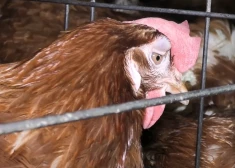 Ērcītes un trūdoši līķi - dzīvnieku biedrība dalās ar šokējošiem kadriem no otrās lielākās olu ražotnes Latvijā. FOTO, VIDEO