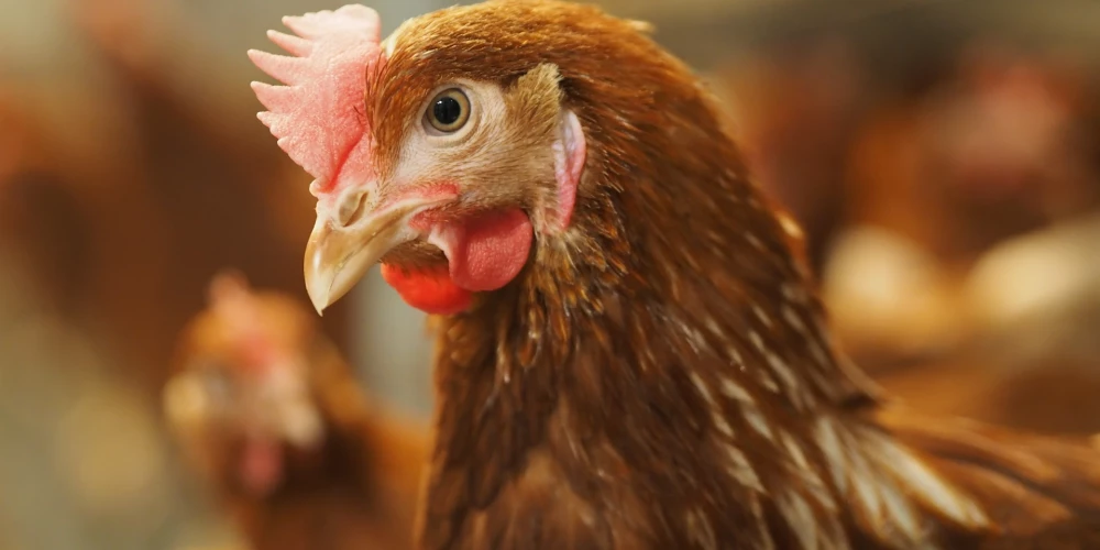 “Alūksnes putnu ferma” noraida izskanējušos apgalvojumus par uzņēmuma darbību.