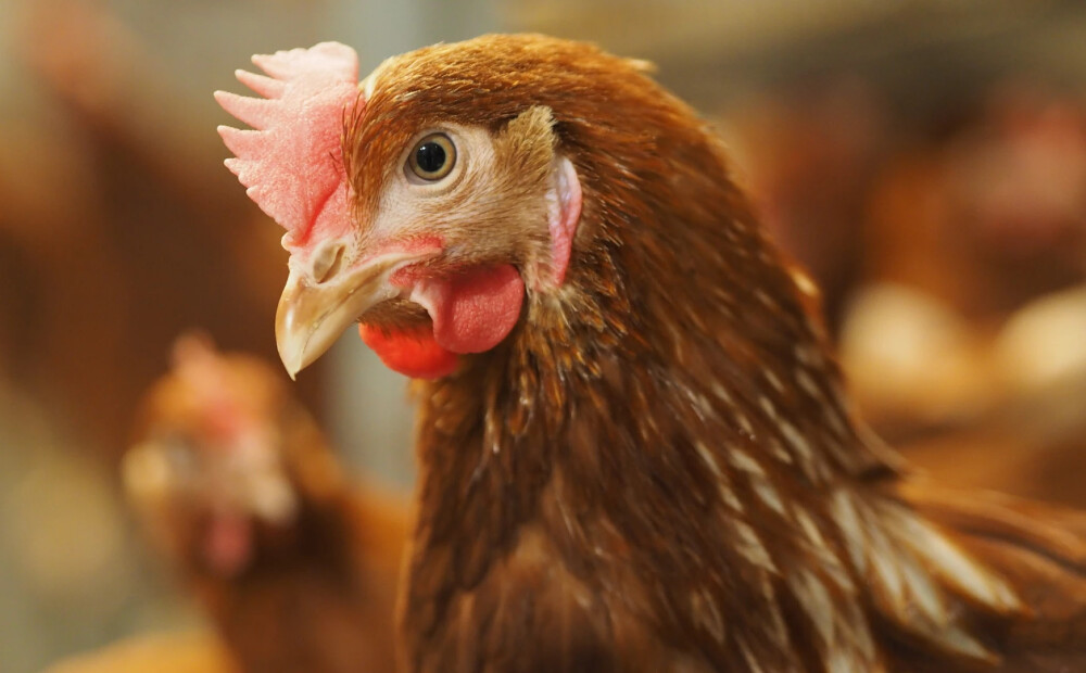 “Visām vistām ir knābji!” “Alūksnes putnu ferma” asi noraida izskanējušos pārmetumus