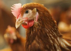 “Visām vistām ir knābji!” “Alūksnes putnu ferma” asi noraida izskanējušos pārmetumus