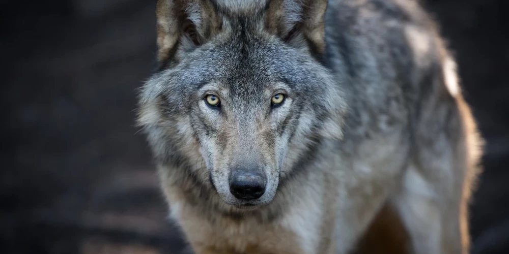 Vilks, kurš vairākas dienas kļaiņojis pa pilsētas centru, uzbrucis sievietei.