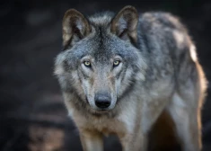 Panika Hamburgas centrā: klaiņojošs vilks uzbrucis un sakodis sievieti