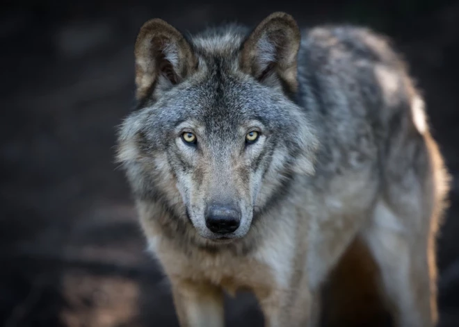 Panika Hamburgas centrā: klaiņojošs vilks uzbrucis un sakodis sievieti