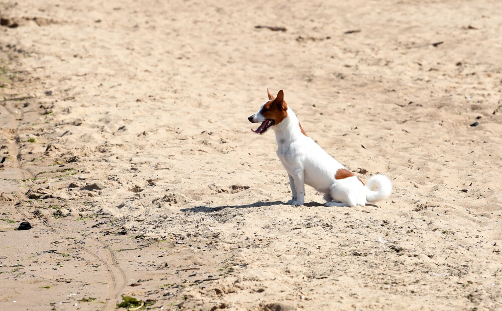 Jūrmalas pašvaldības policija vēršas pie suņu saimniekiem ar svarīgu informāciju