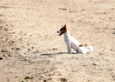 Jūrmalas pašvaldības policija vēršas pie suņu saimniekiem ar svarīgu informāciju