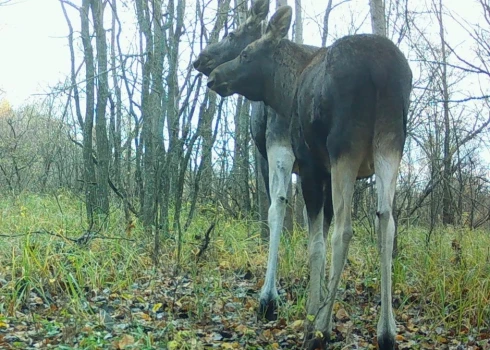 FOTO: Čornobiļas radiācijas un ekoloģiskajā biosfēras rezervāts/Facebook.