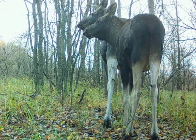 "Kas tas par mutantu?" Čornobiļas rezervāts izmanto izdevību un iesmej par "nīdējiem"