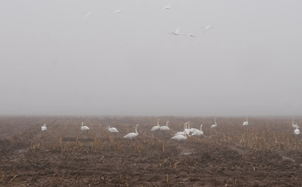 Naktī valsts rietumu un centrālajā daļā veidosies migla