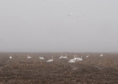 Ночь с заморозками и холодный день: прогноз погоды на среду