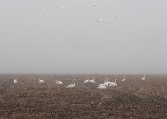 Ночь с заморозками и холодный день: прогноз погоды на среду