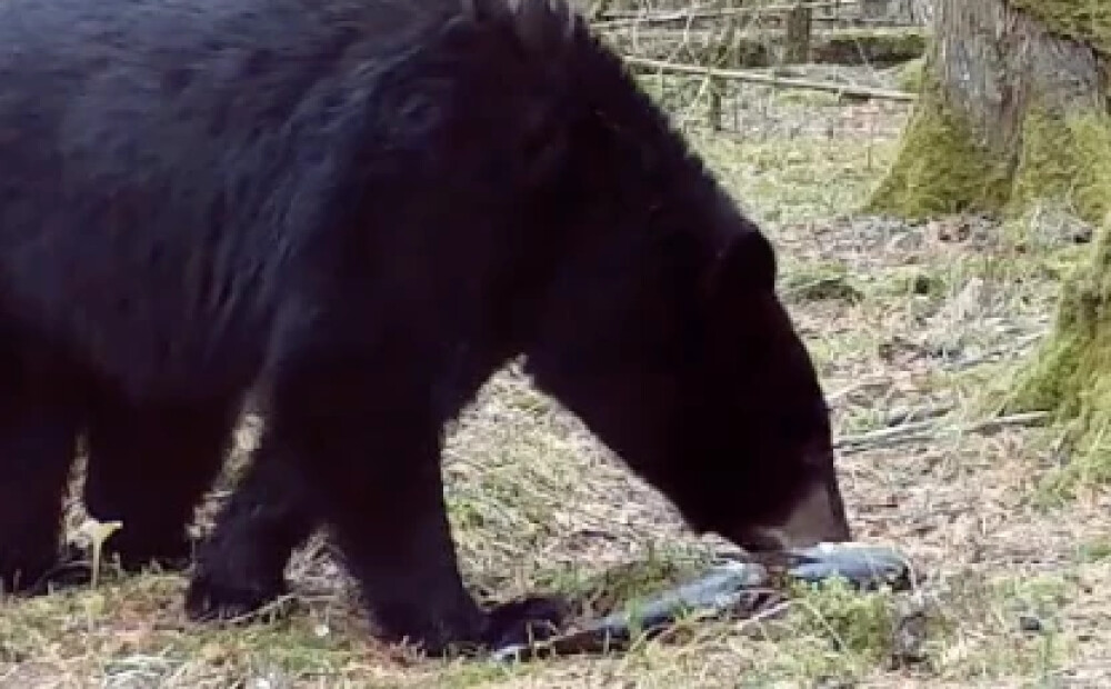 Lāča uzvedība mežā pārsteidz pētniekus. VIDEO