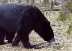 Lāča uzvedība mežā pārsteidz pētniekus. VIDEO