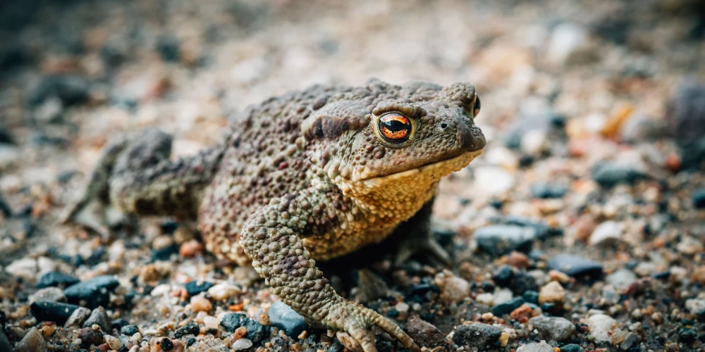 Parastais krupis (foto: Shutterstock)