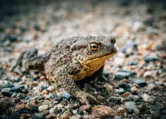 “Misija- KRUPIS. Izglāb princi!” aicina brīvprātīgos, lai nepieļautu ļoti derīgo abinieku bojāeju migrācijas laikā