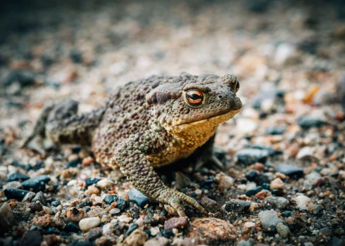 Parastais krupis (foto: Shutterstock)