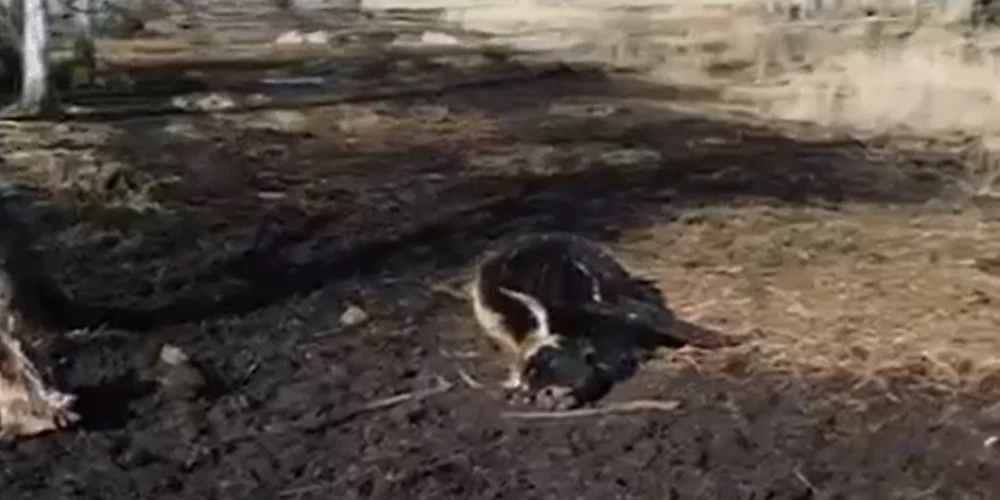 Šomēnes sabiedrību satrieca baisie skati Ķemeru nacionālā parka Dunduru pļavās (ekrānuzņēmums no video)