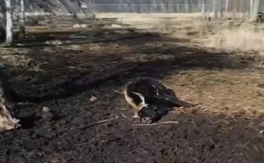 Piektdaļas ganāmpulka bojāeja Ķemeru nacionālajā parkā neesot nekas īpašs, uzskata apsaimniekotājs