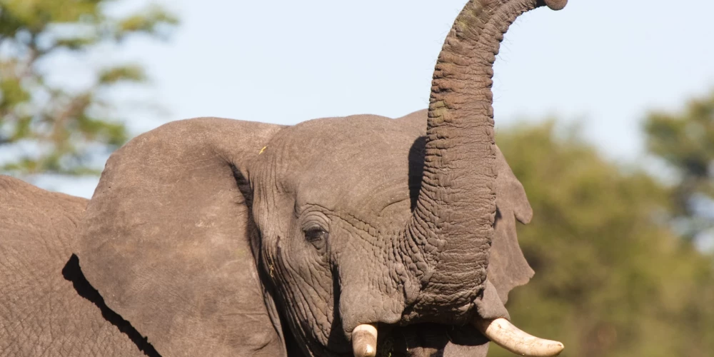 Вернутся ли в Рижский зоопарк слоны? Ясности пока нет.