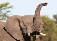 А ты купи слона! Современные стандарты содержания животных делают обещания политиков почти невыполнимыми