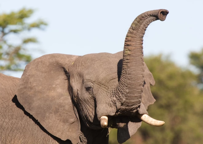А ты купи слона! Современные стандарты содержания животных делают обещания политиков почти невыполнимыми