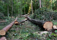 Сейм отклонил предложение СЗК о снижении возраста основной рубки для ряда пород деревьев