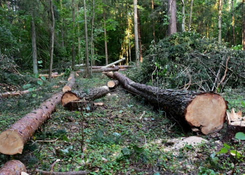Иллюстративное фото.
