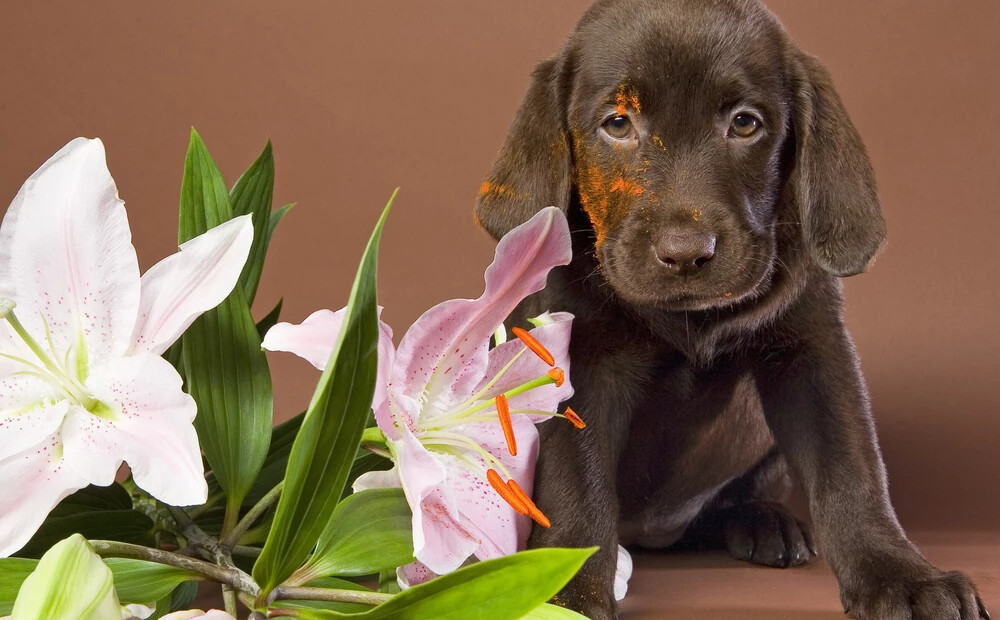 Vairākas populāras puķes mājdzīvniekiem var būt ļoti bīstamas