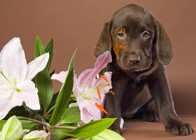 Vairākas populāras puķes mājdzīvniekiem var būt ļoti bīstamas