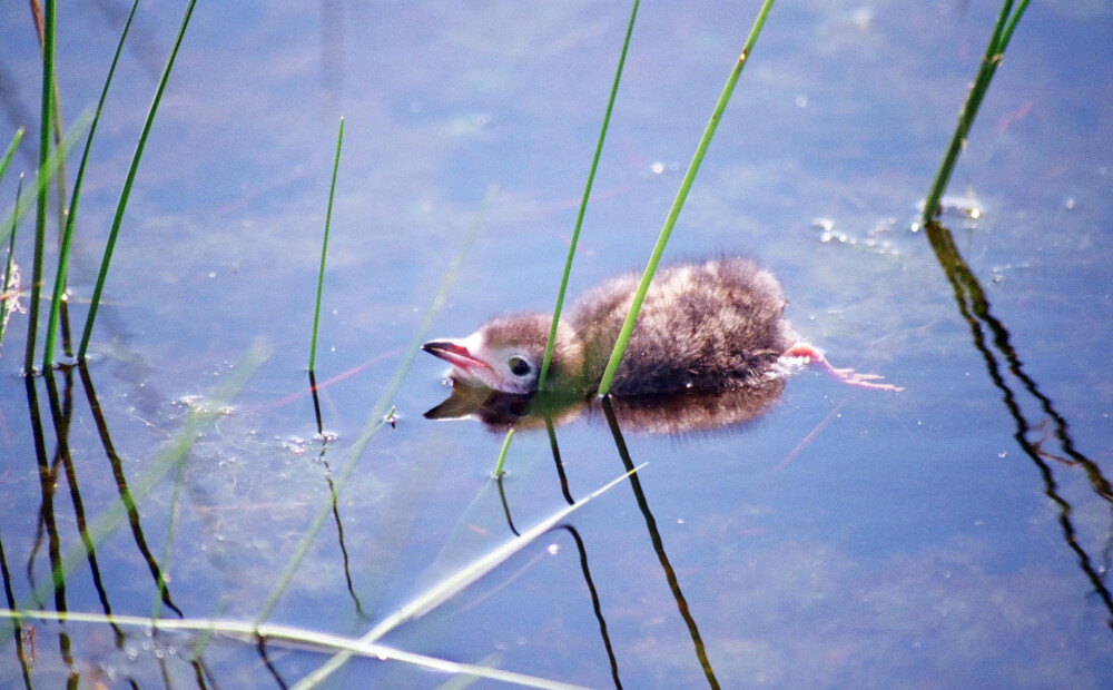 Putnu ligzdošanas laikā slēdz vairākas upju grīvas Ziemeļkurzemē