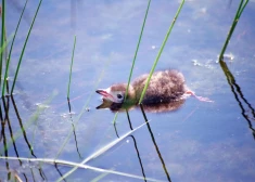 Putnu ligzdošanas laikā slēdz vairākas upju grīvas Ziemeļkurzemē