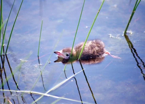 Putnu ligzdošanas laikā slēdz vairākas upju grīvas Ziemeļkurzemē. 