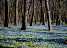 Dažviet Latvijā gaisa temperatūra noslīdējusi līdz -5 grādiem; dienā kļūs ievērojami siltāks