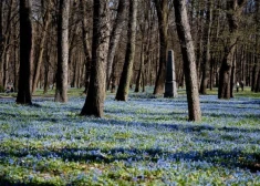 От -5 до +14 за день: сегодня погода в Латвии удивляет контрастами