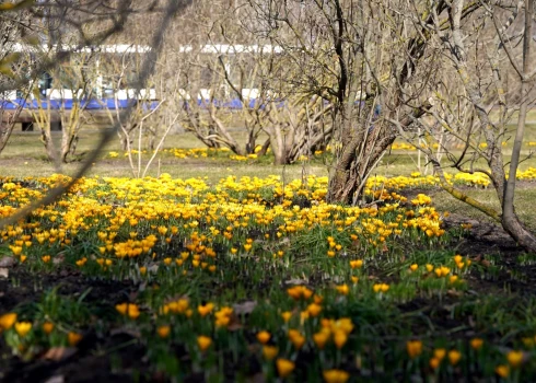 Krokusi Uzvaras parkā 2026. gada 24. martā.