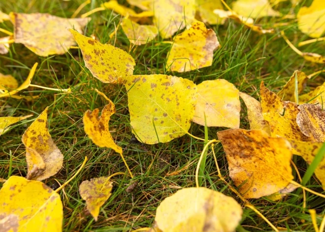 Ādažu novada iedzīvotājus aicina nodot dārza atkritumus