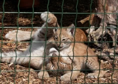 22 000 человек за день! Билет за 1 евро вызвал небывалый ажиотаж в Рижском зоопарке