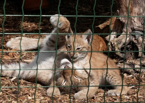 В Риге тысячи людей устремились в зоопарк после объявления, которое многие сперва приняли за шутку.